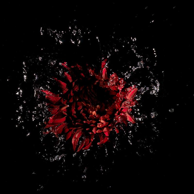 red rose splashing in water black and deep red