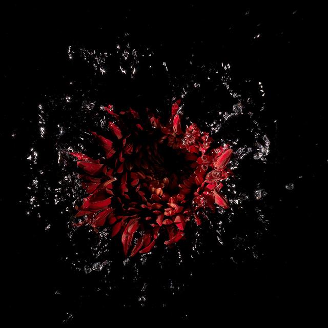 red rose splashing in water black and deep red
