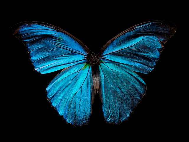 Metamorphosis Unveiled: Life and Mortality in Submerged Butterflies