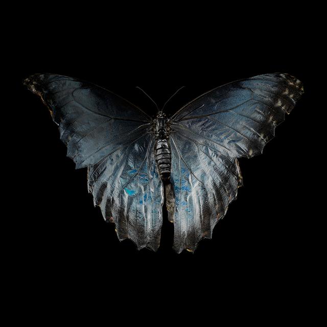 Watercolor Wings Underwater Photography of Life's Fleeting Beauty