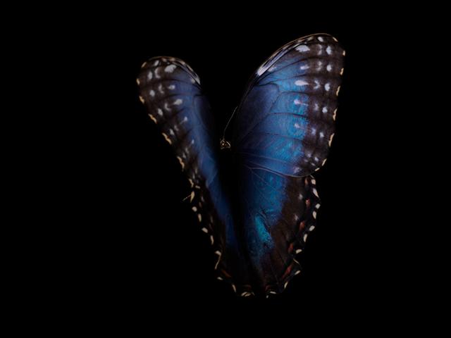 Transient Beauty: Life's Fragility in Underwater Butterfly Art