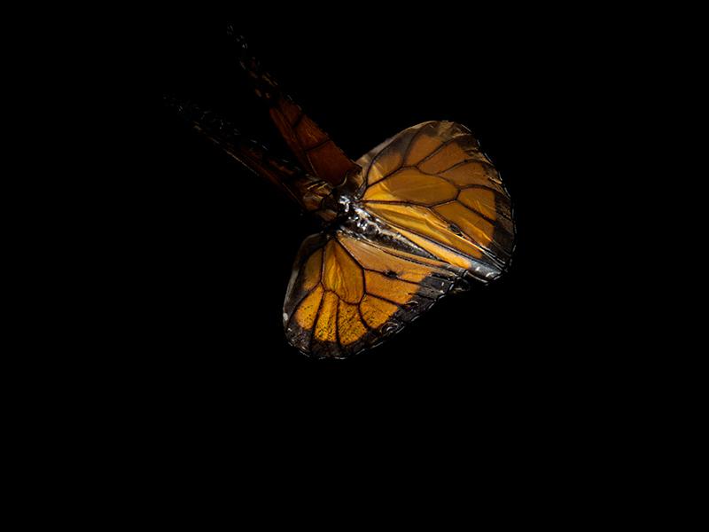 Aqua Allegory: Underwater Photography of Fluttering Life