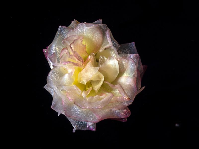 Botanical Brilliance Transparent Rose and Poppy Specimens