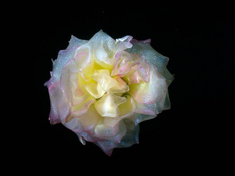 Submerged Splendor Glass Flower Photography Collection