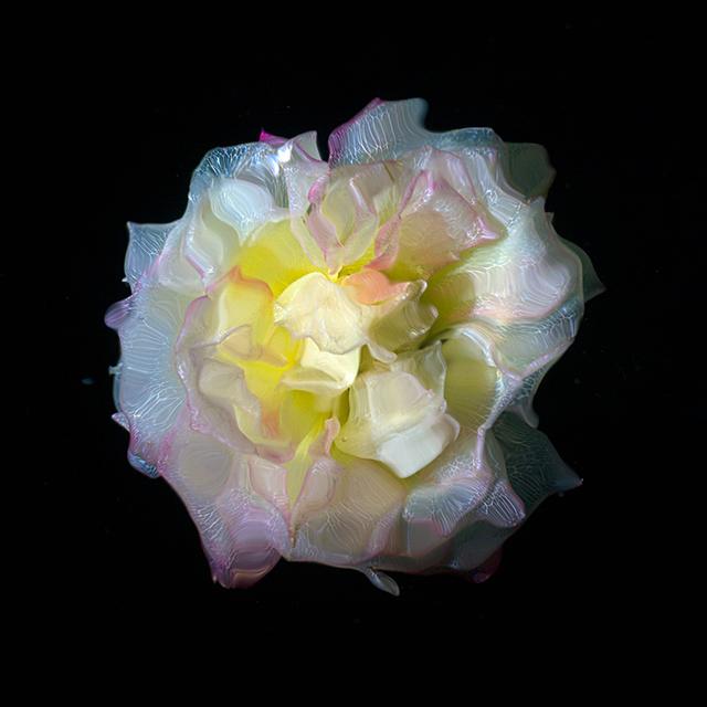 Underwater photos Glass Roses and Poppies in Deep Black