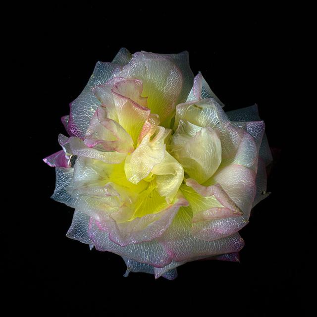 Ethereal Beauty Underwater Glass Flower Photography