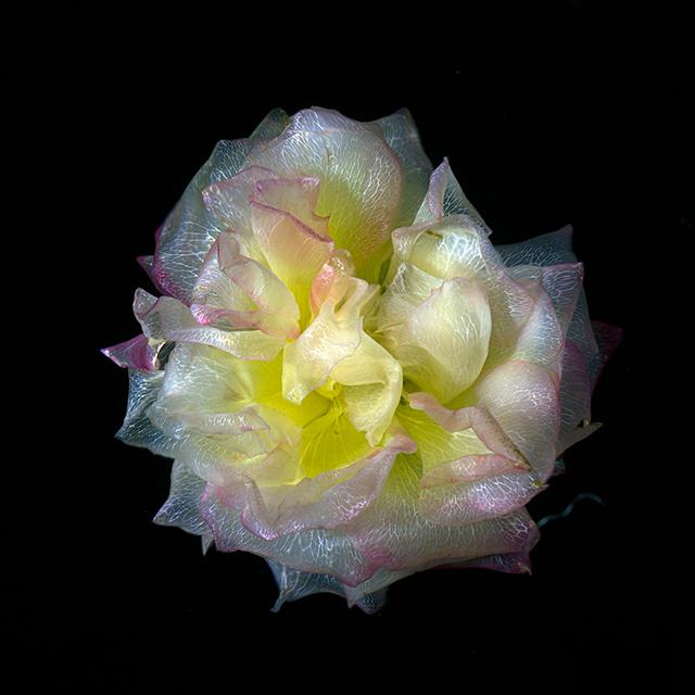 Translucent Delicacy Glass Flower Specimens in Water