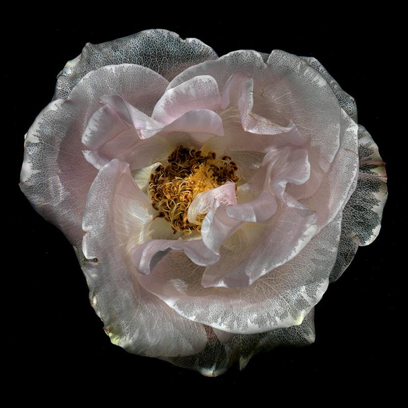 Underwater Botanical Wonders: Transparent Flower Delights