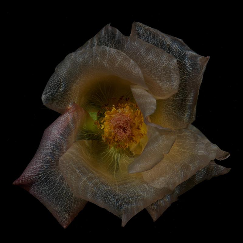 Ethereal Underwater Blooms: Captivating Glass Flower Series