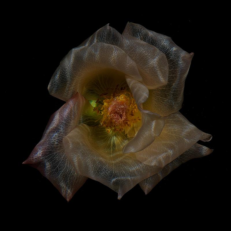 Crystal Clear Botanical Gems: Enigmatic Underwater Flora