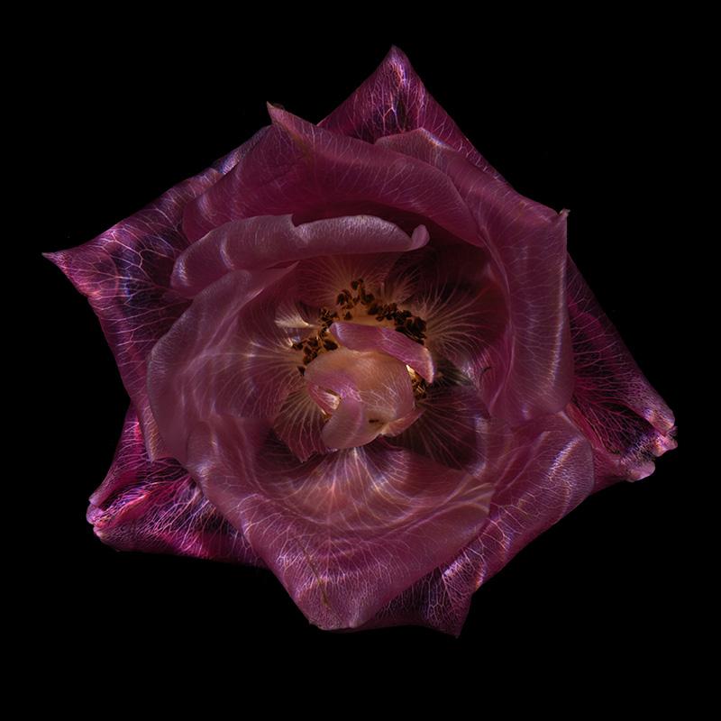 Submerged Flora Fantasia Intriguing Glass Flower Series