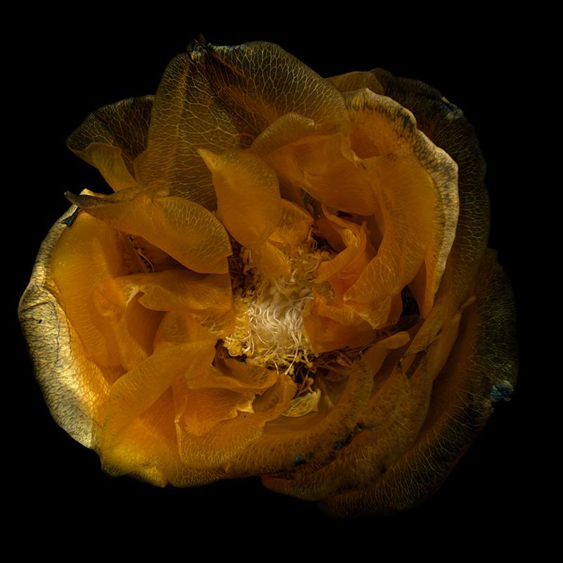 Submerged Floral Charm Stunning Underwater Glass Petals