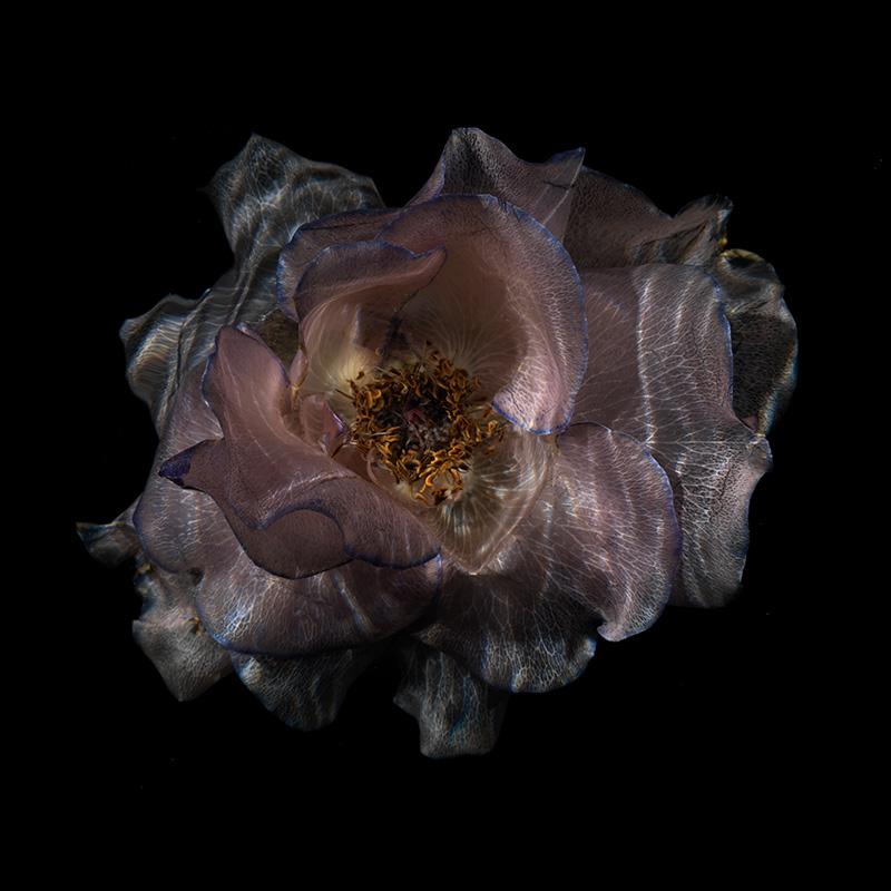 Transparent Blooms: Mesmerizing Underwater Flower Series