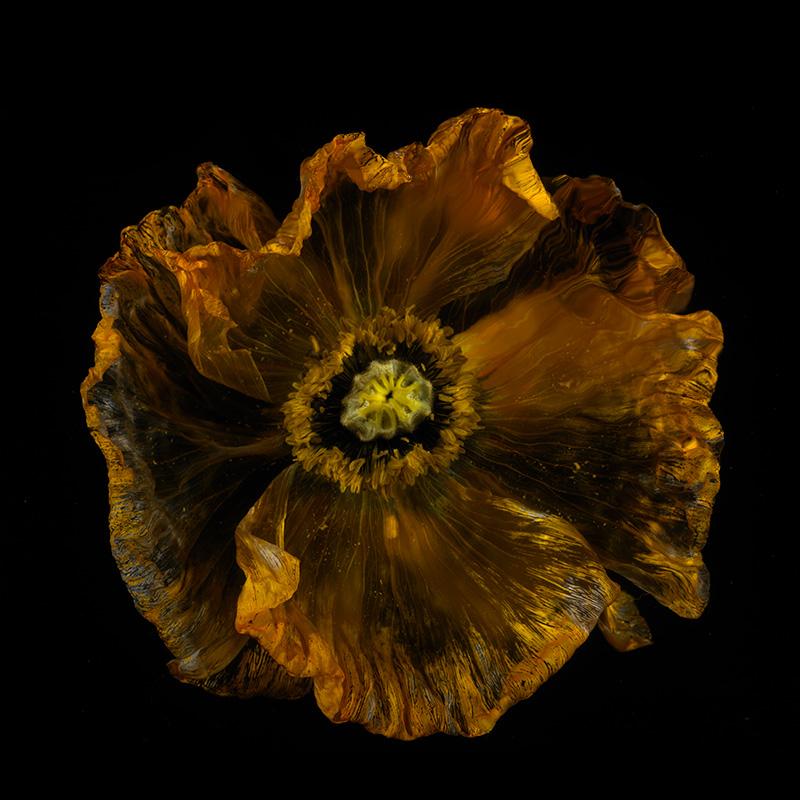 See-Through Petals: Ethereal Underwater Flower Art