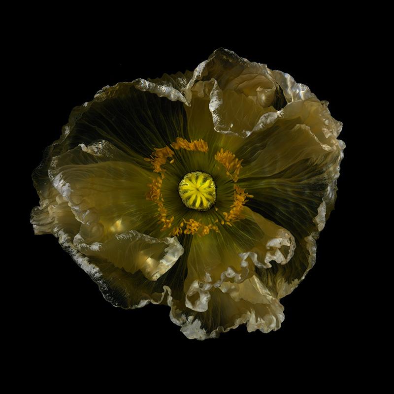 Clear Water Beauty: Intriguing Underwater Floral Captures