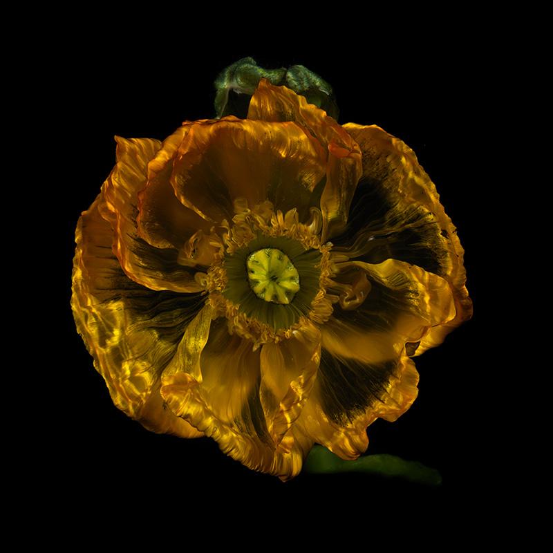 Translucent Water Blossoms Stunning Underwater Flora