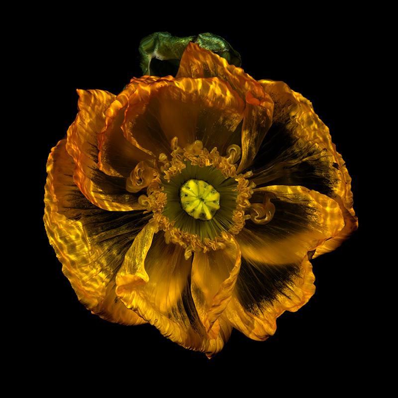 See-Through Blossom Bliss Mesmerizing Underwater Flora