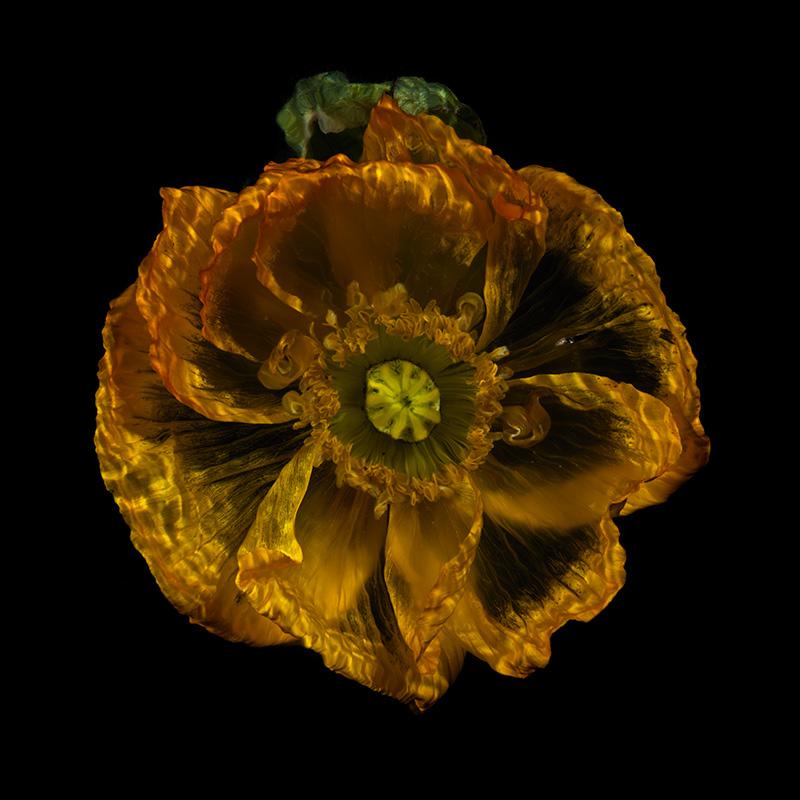 Transparent Flower Wonders Captivating Underwater Blooms