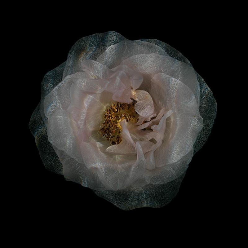 See-Through Blossom Beauty Delicate Underwater Floral Scenes