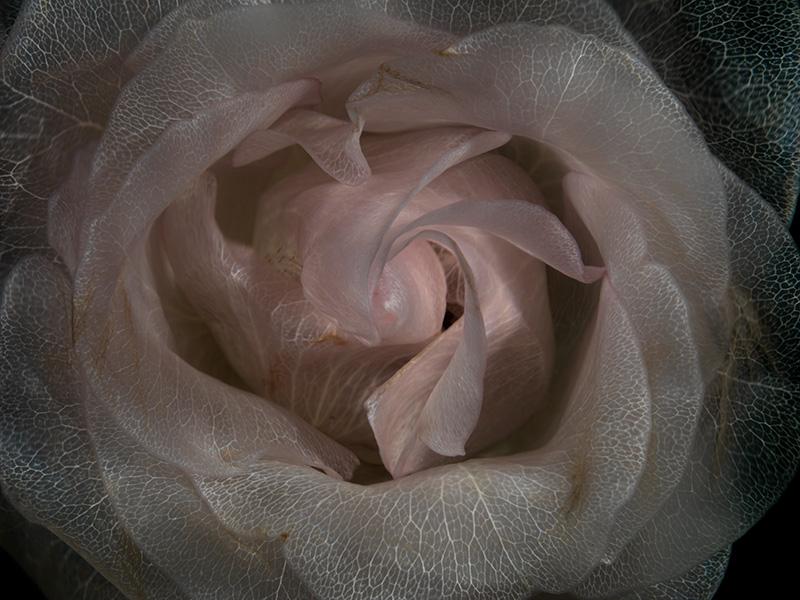 Submerged Flower Serenade Beautiful Underwater Flora