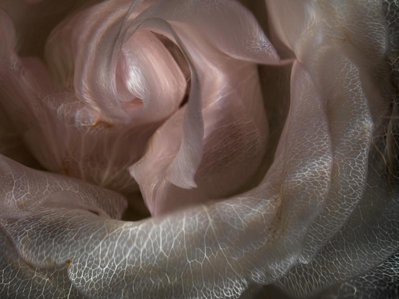 Crystal Clear Blossom Beauty Delicate Underwater Floral Scenes