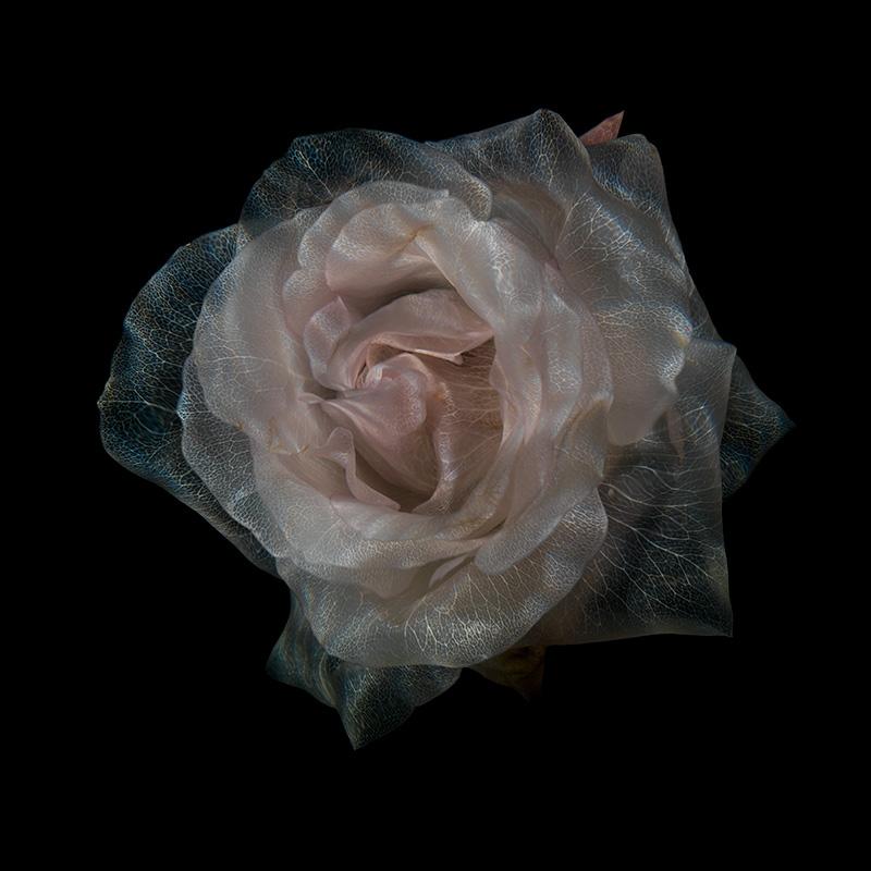 Glassy Blossom Showcase Mesmerizing Underwater Flower Art