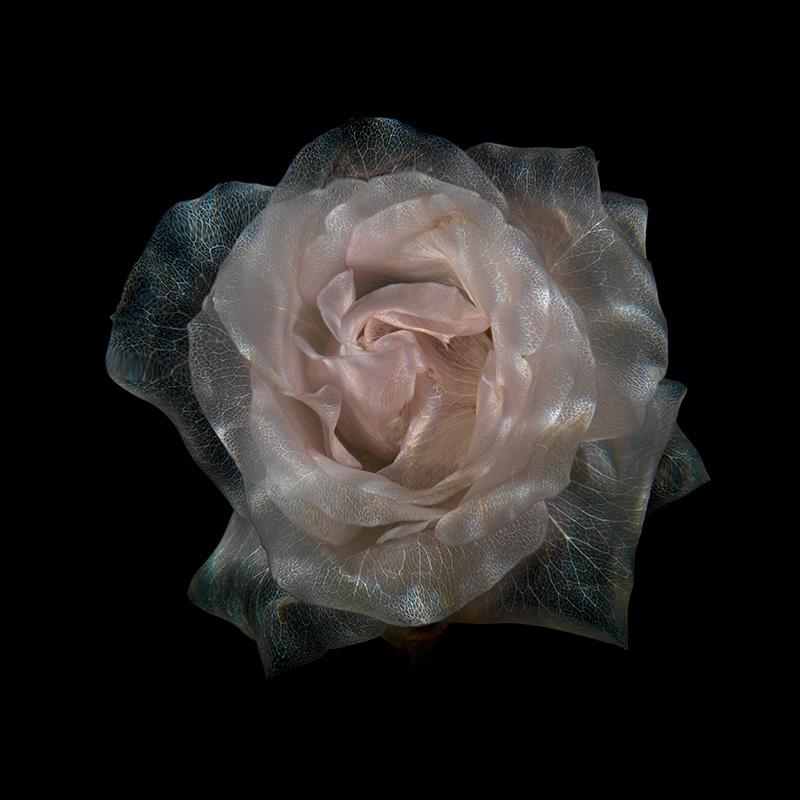 Translucent Floral Wonders Enchanting Underwater Blossoms