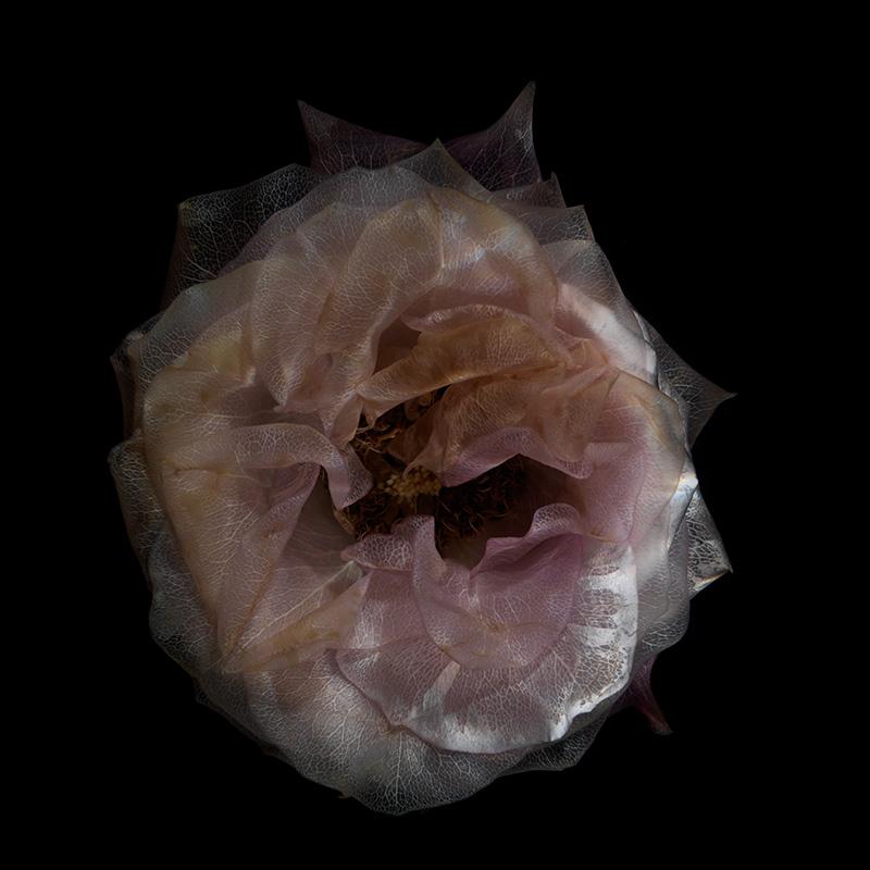 Submerged Petal Symphony Delicate Aquatic Flora Harmony