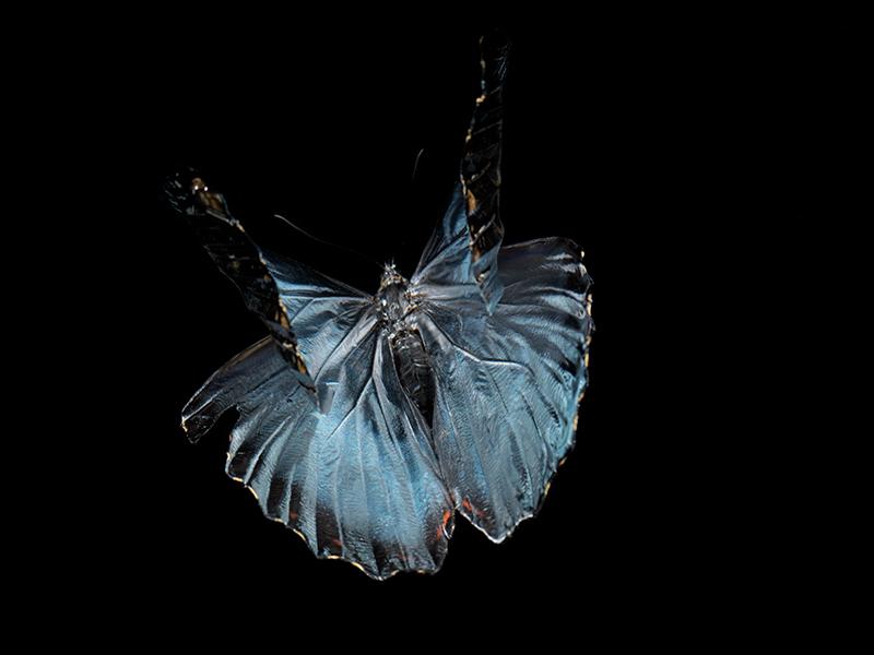 Aqua Allegory: Butterfly Breeding in Liquid Harmony