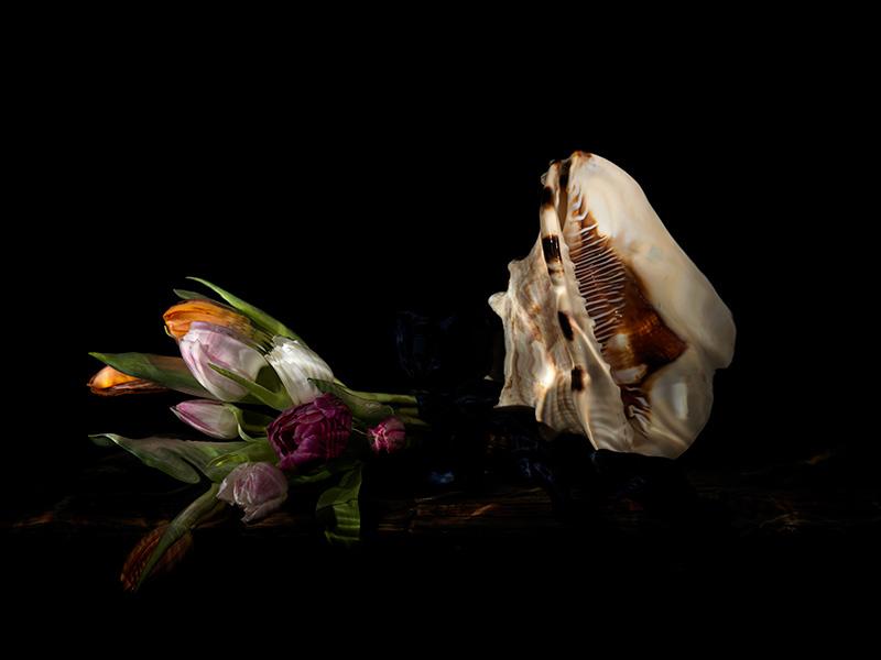 conch and tulips vanitas scene set underwater