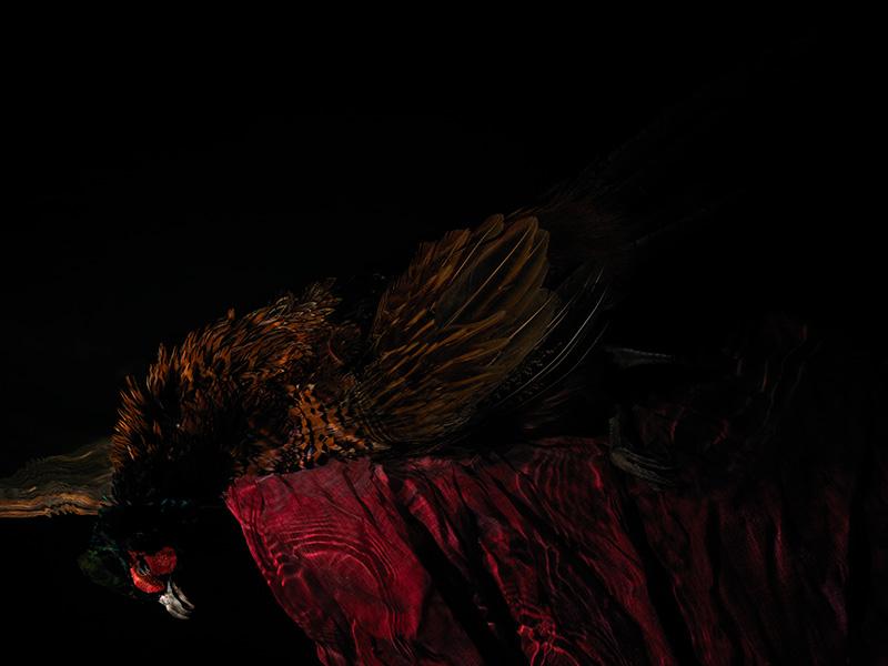 the feathers of a pheasant come alive when photographed underwater
