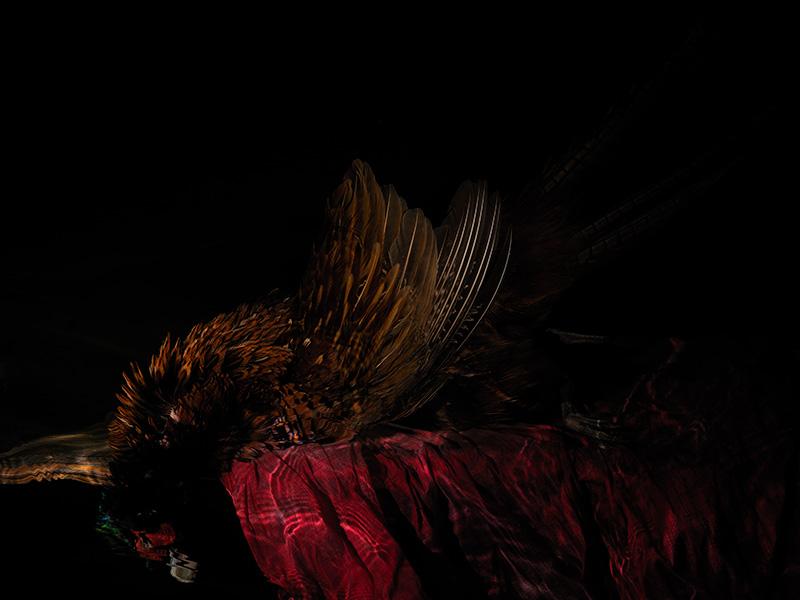 how a photograph can look like a traditional vanitas painting pheasant