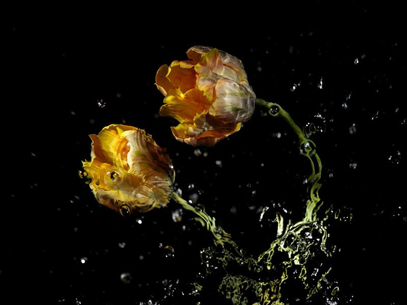 paris tulips in water eddies deadpan