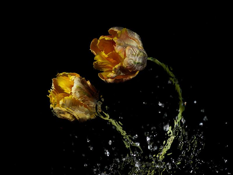 a still life of two tulip flowers