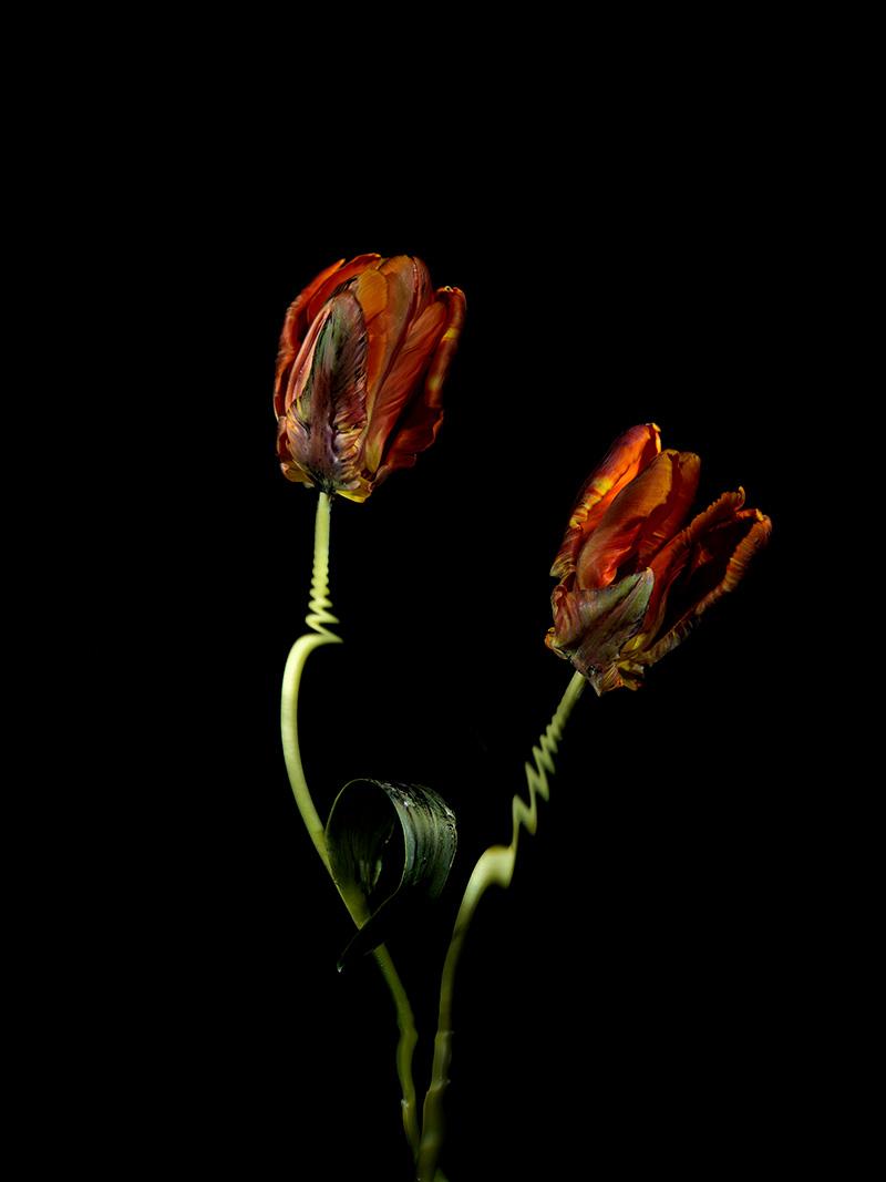 tulip flower specimens photographed in water like an oil painting