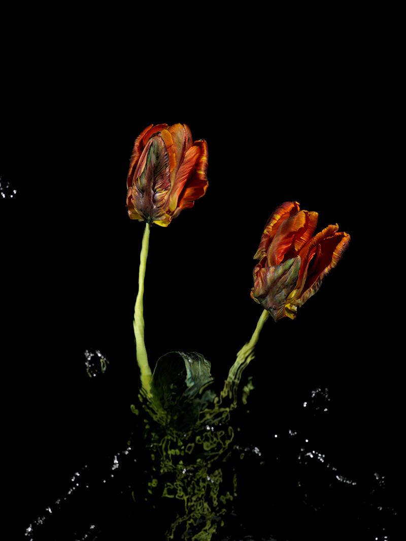 a delicate floral still life of parrot tulips in water eddies