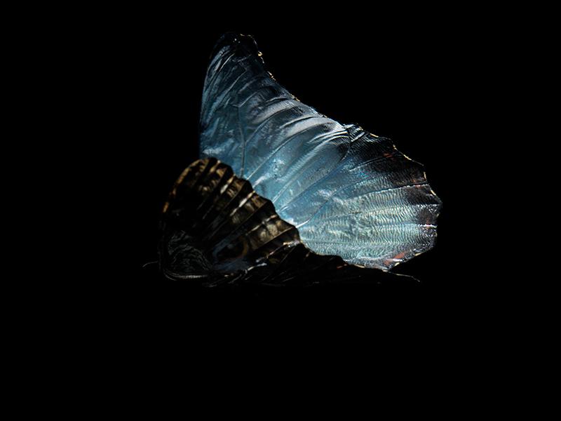 Aqua Allegory: Underwater Photography of Fluttering Life