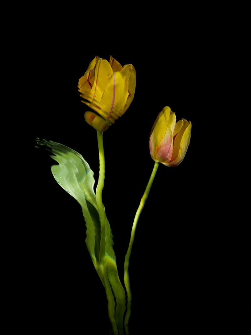 delicate floral display pairing of flower heads tulips