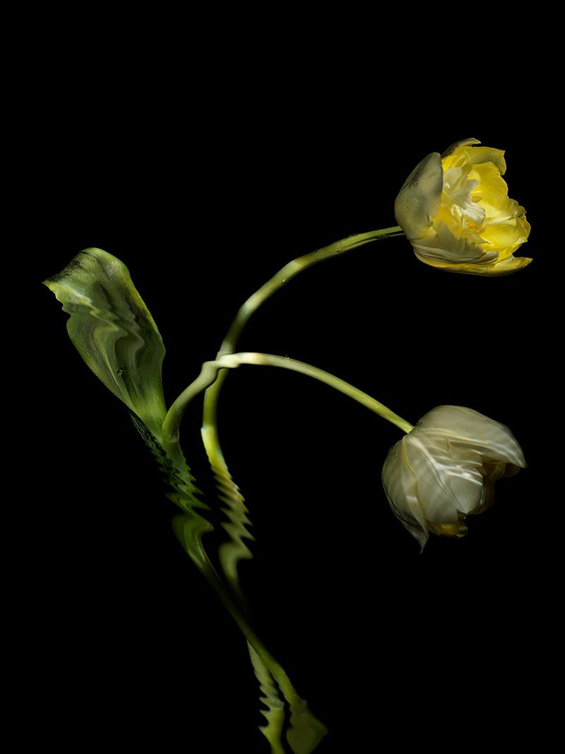 two flowers interwoven in water