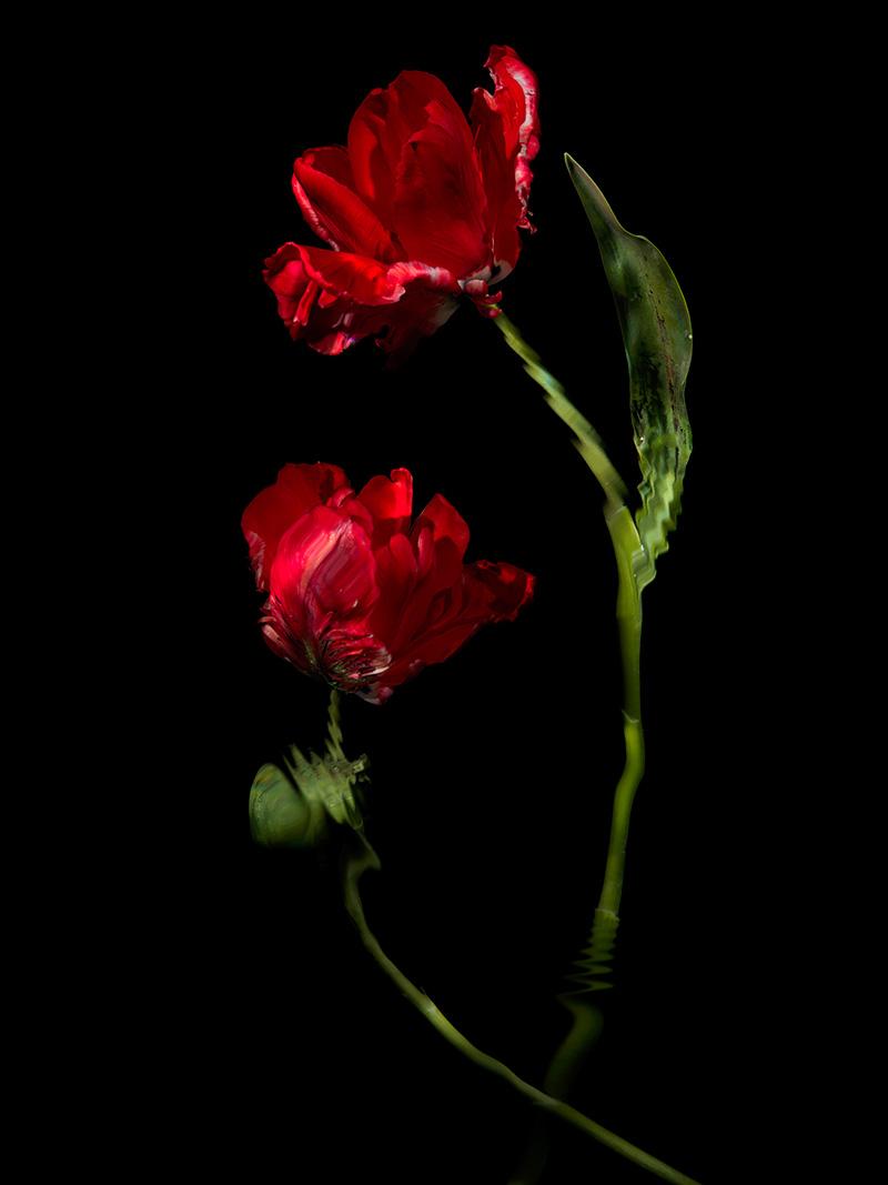 a simple vanitas of cut flowers presented underwater