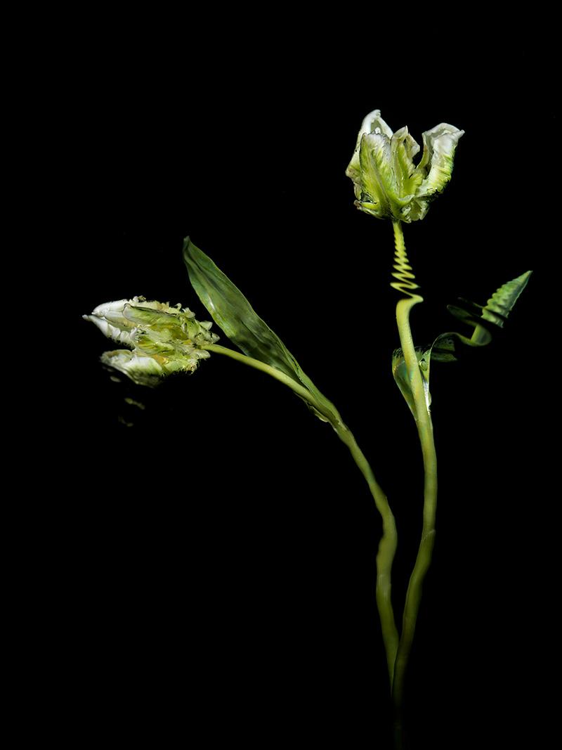 white Paris tulips in water blooming with vitality