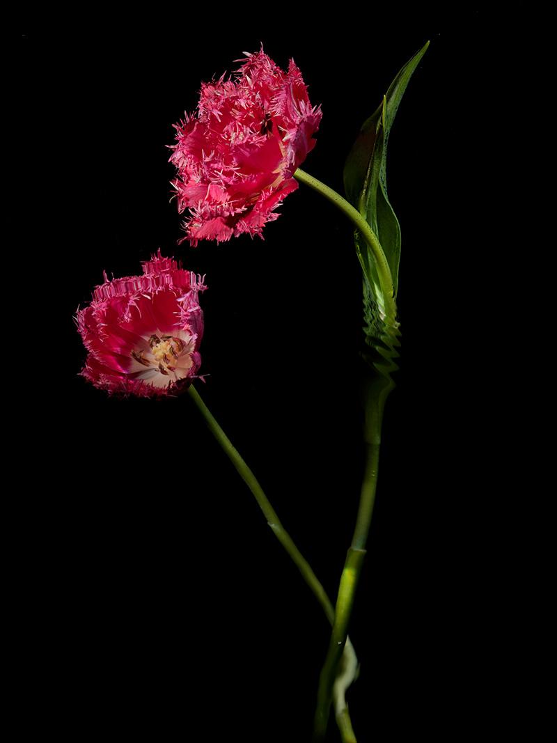 feathery edge of a parrot tulip traditional flower varieties