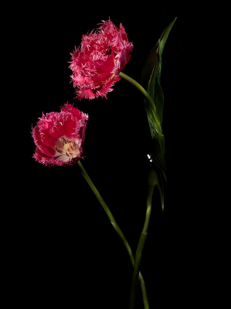 parrot tulip in red with its torn like edges in water