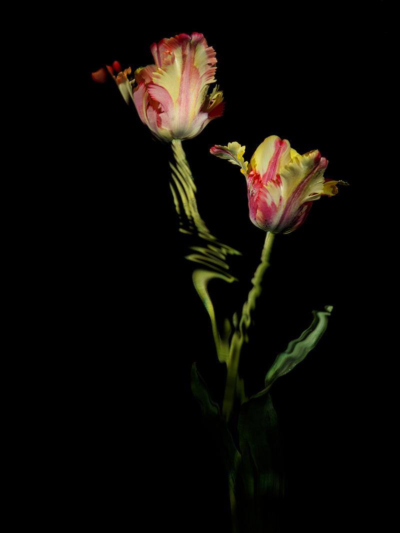 artist grows rare tulip varieties for his studio works exploring vanitas