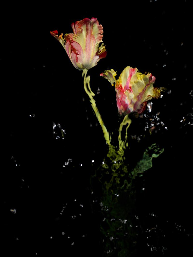 age old tulip varieties in a modern world Vanitas