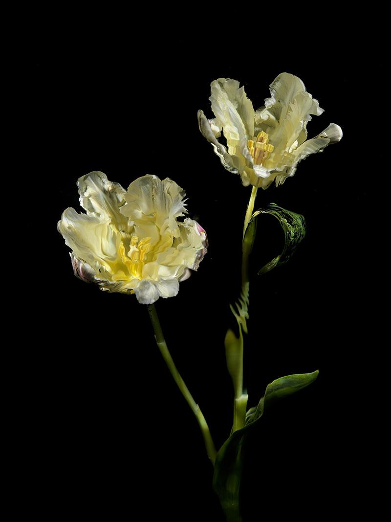 cream yellow tulip flower heads in water