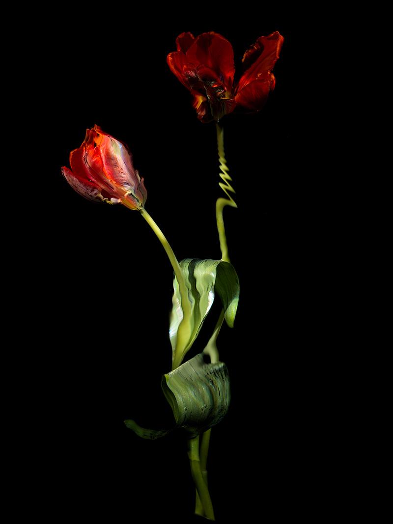 floral portraits in water