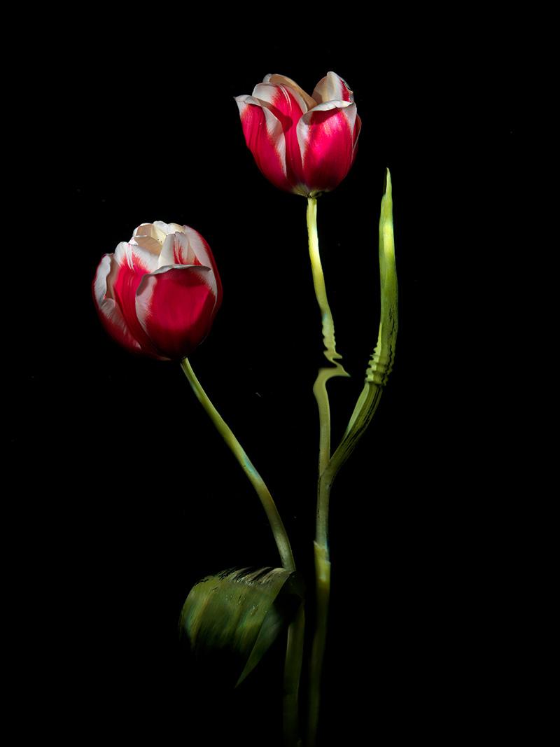 Pink White Paris Tulips photographed underwater