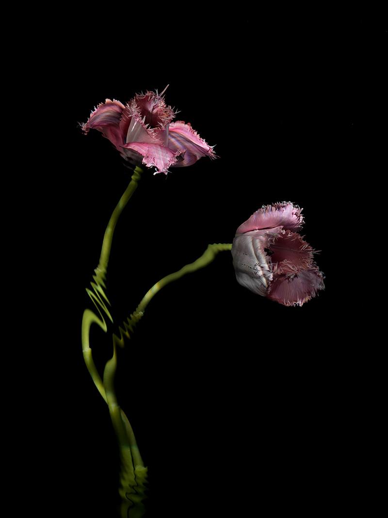 a delicate breed of Parrot tulips in soft pink hues