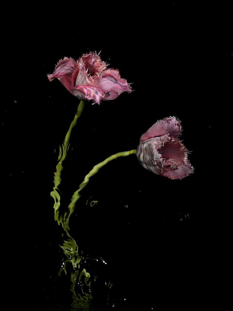 two parrot tulips interwoven in graceful pose